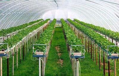 智能溫室大棚種植方案 科技賦能高效農業